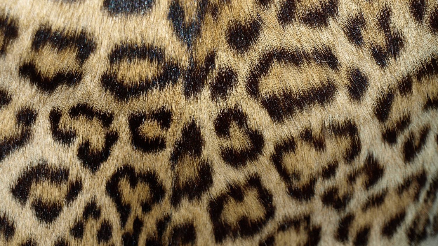 Suzanne Brøggers leopardpels