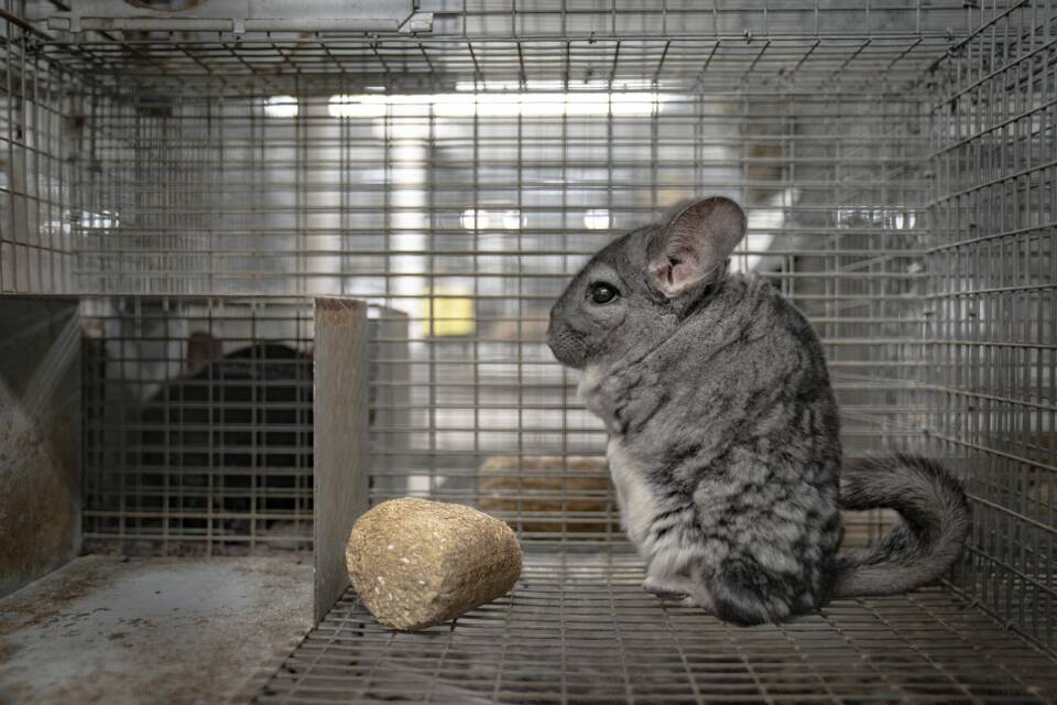 Chinchilla