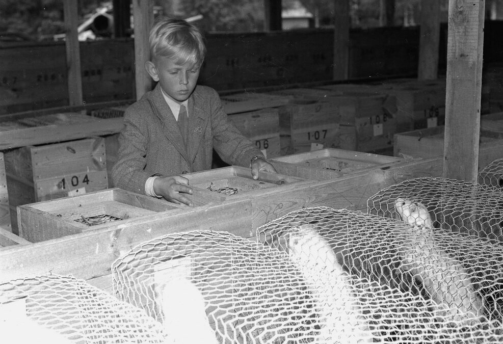 Birger Christensens minkfarm 1944