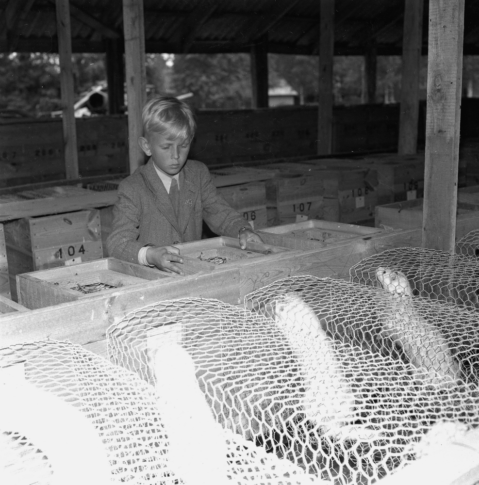 Birger Christensens minkfarm 1944